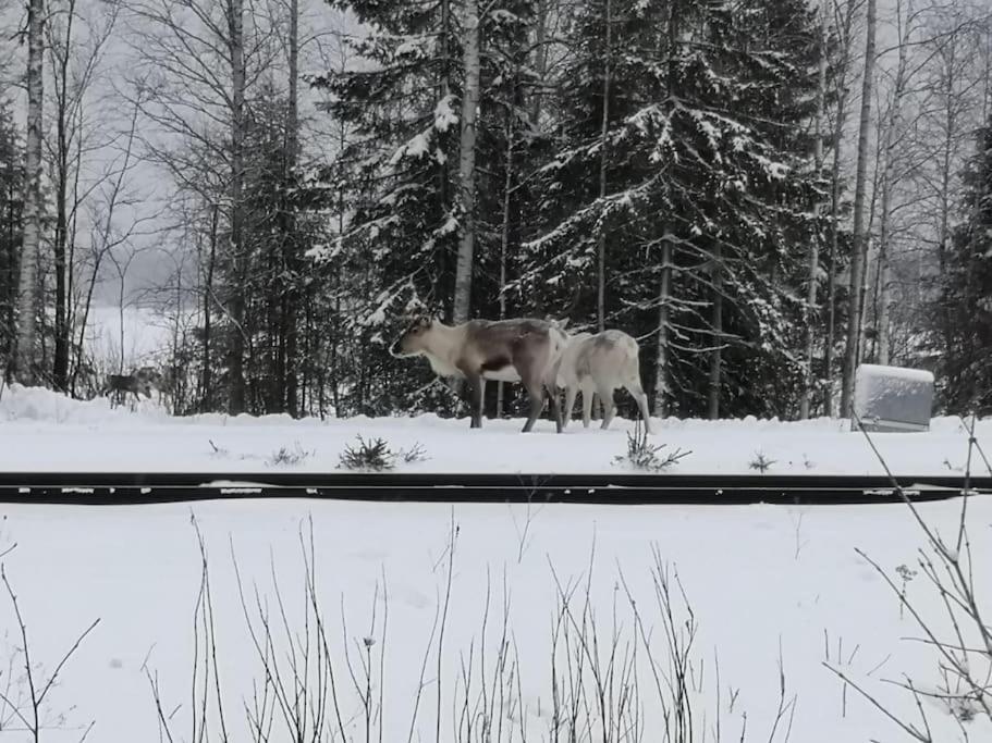 Mukava Mummonmoekki Maaseudun Rauhassa Koivu Exterior foto